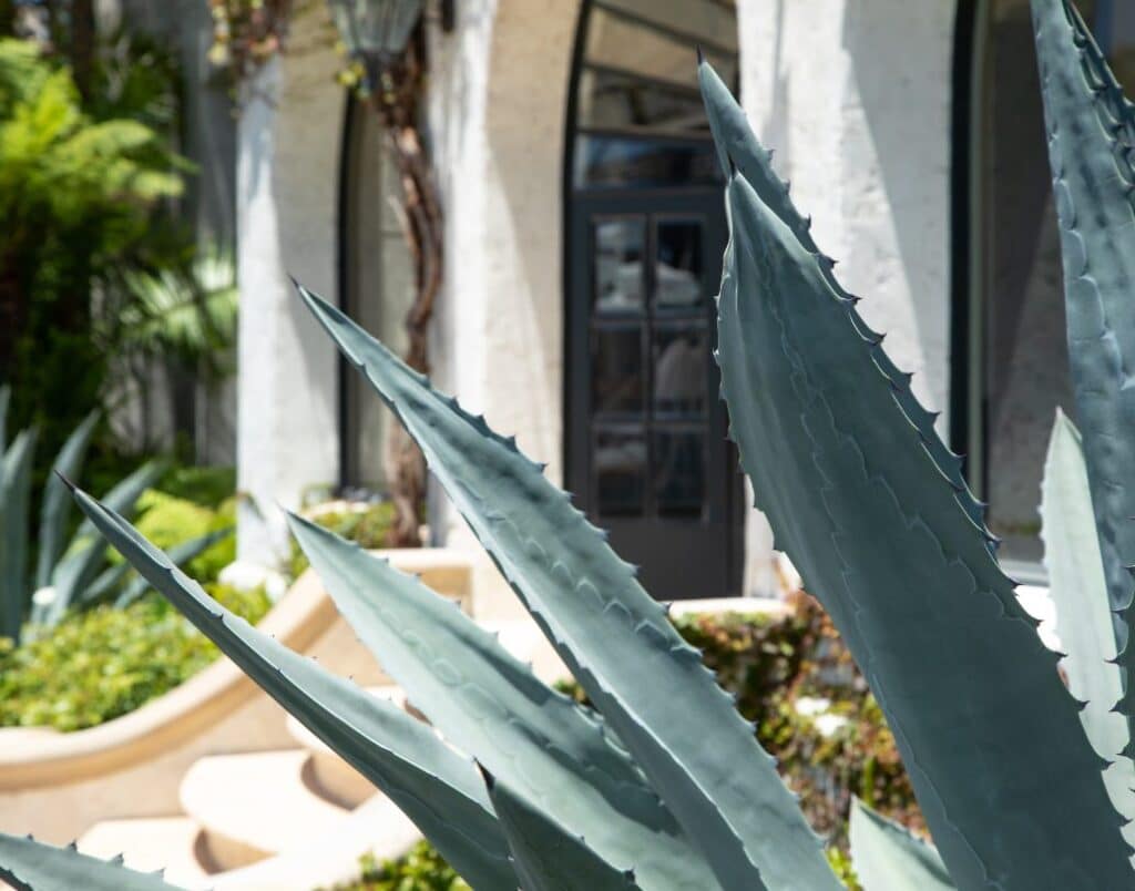 Spanish-style ADU entrance surrounded by Mediterranean plants and agave.